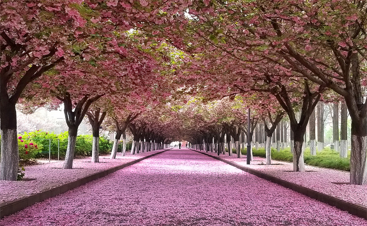 6.樱花路.jpg