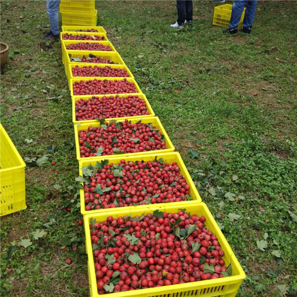 218ce482b5cb4174abf338afffb35498.jpg mtxx03.jpg